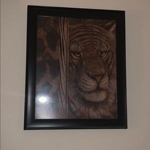 A set of lion pictures